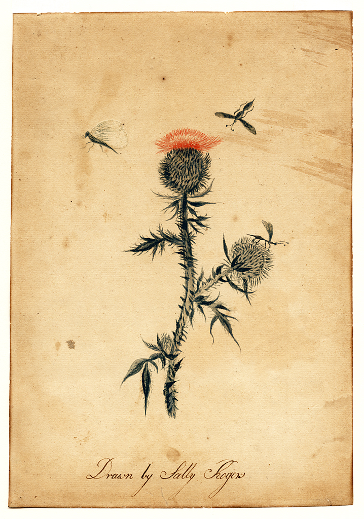 Watercolor of flower with insects flying above.