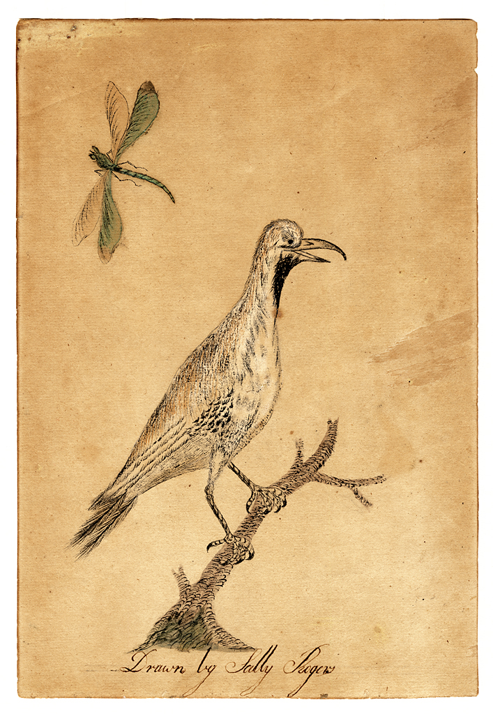 Water color of bird on twig with insects.