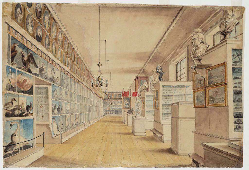 Water color painting of the main hall of the museum. On one wall are paintings - portraits and wildlife. On the other side are portrait busts.